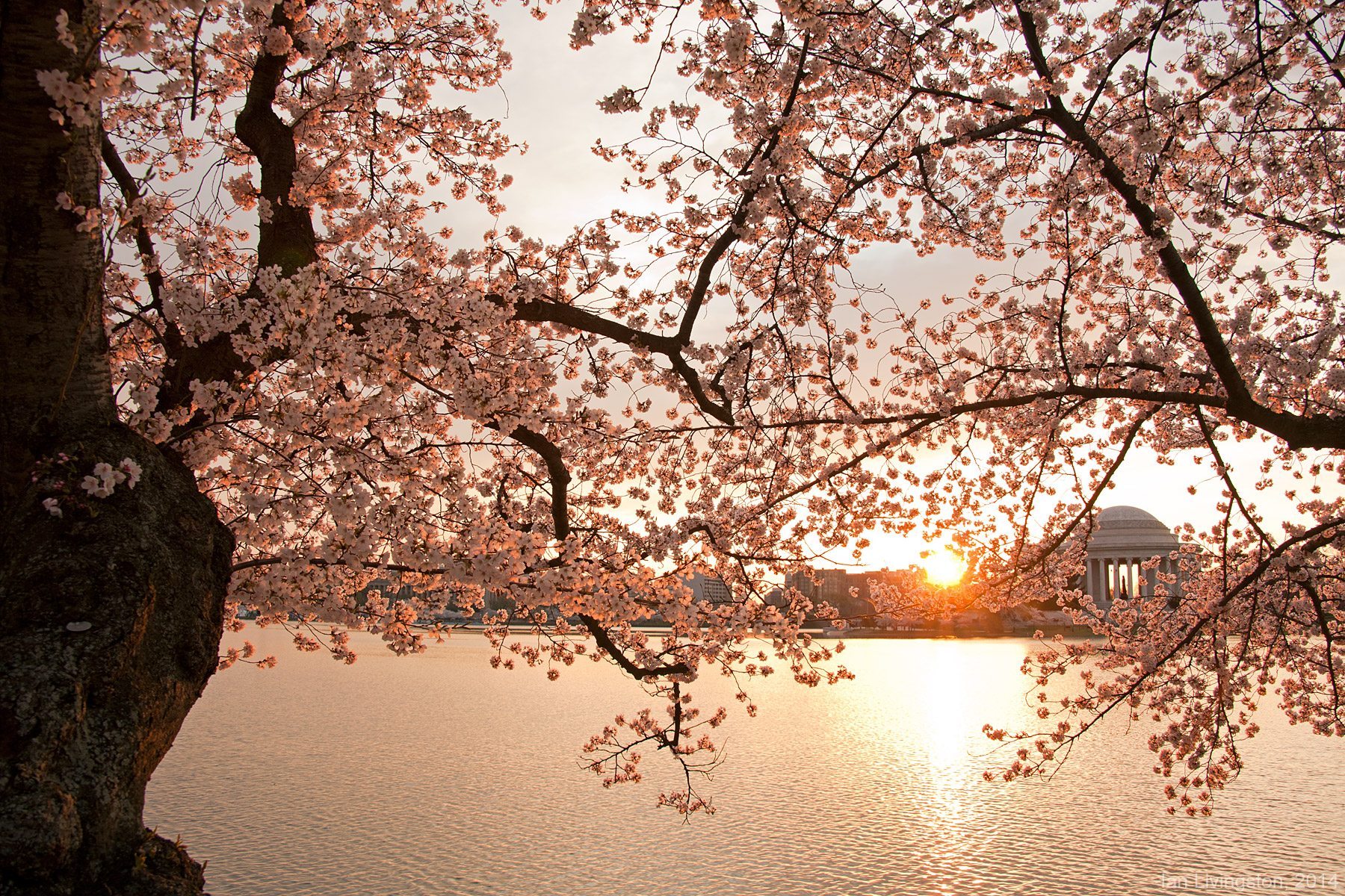 Сакура вода. Япония весной. Сакура. Сакура на закате.
